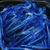 Gators Electric Blue (100stuks)