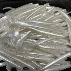 Gators Pearl (100stuks)